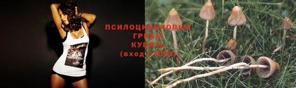 гашик Зеленокумск